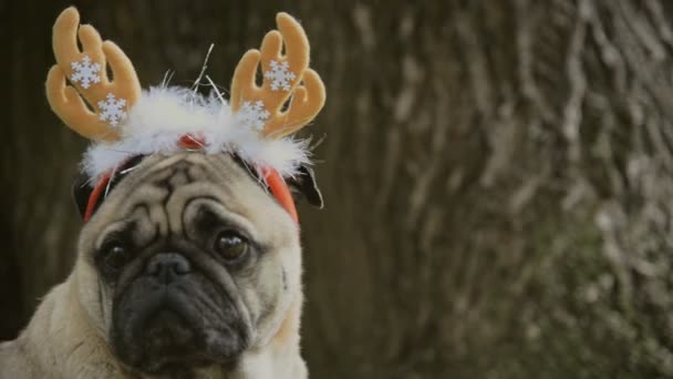 Το νέο έτος. Ένας σκύλος της φυλής pug σε ένα κοστούμι για το νέο έτος. - Πλάνα, βίντεο
