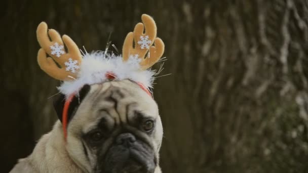 Új év. A kutya a mopszli tenyészt egy új évet öltöny. - Felvétel, videó