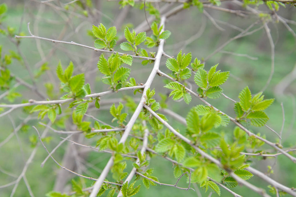 Branch with young leaves of an elm stocky (Ulmus pumila L.) - Zdjęcie, obraz