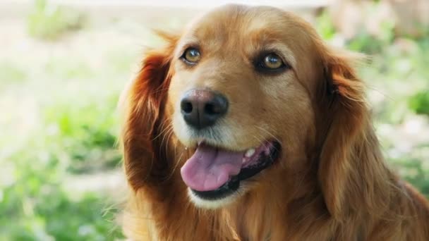 Портрет собаки дивлячись, Англійська кокер спаніель - Кадри, відео