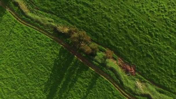 Aerial view over green agricultural fields at Azores, Portugal - Footage, Video