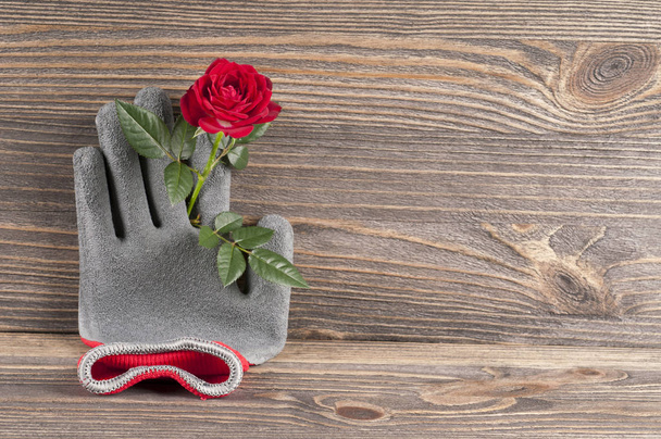Garden concept still life with rose flower and gardener's gloves - Photo, image