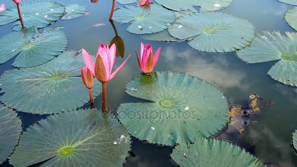 lotus rose dans l'étang - Séquence, vidéo