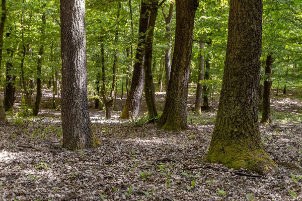 Green forest with oak trees - Фото, изображение
