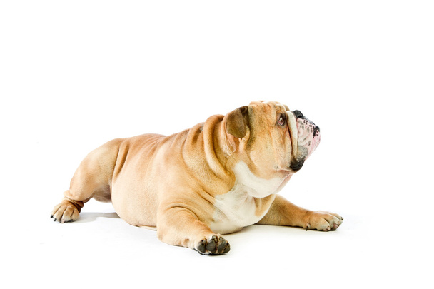 schattig Engels bulldog hond liggen geïsoleerde - Foto, afbeelding