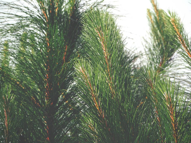 close-up van dennenboom - Foto, afbeelding