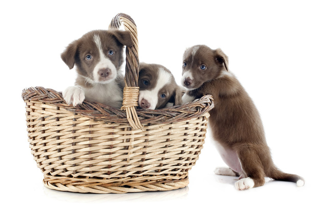 Puppies border collies - Φωτογραφία, εικόνα