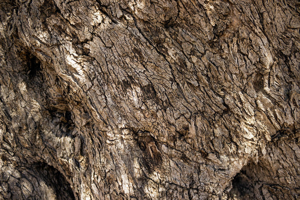 Il tronco vivo di un vecchio ulivo. La consistenza della corteccia dell'albero
. - Foto, immagini