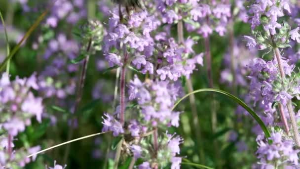 Biene auf Thymianblüten - Filmmaterial, Video