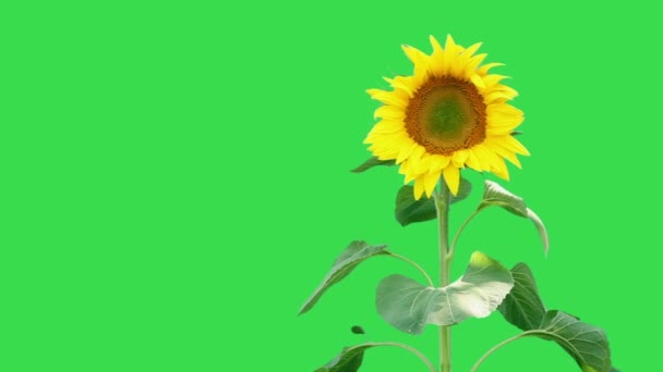 Φωτεινό ηλίανθων φυτών  - Πλάνα, βίντεο