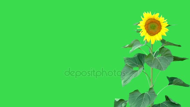 Bright  sunflower plant  - Footage, Video