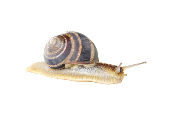 Brown snail isolated  - Foto, afbeelding