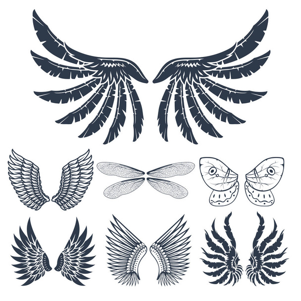 Vleugels geïsoleerd dierlijke veer rondsel vogel vrijheid vlucht natuurlijke vrede ontwerp vectorillustratie. - Vector, afbeelding