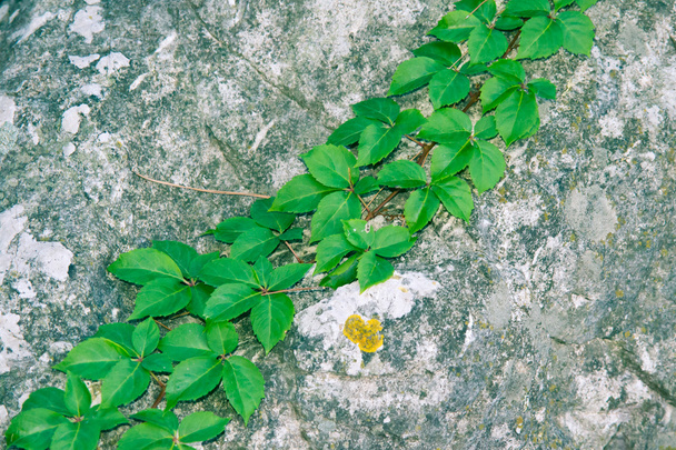 Зеленая лоза на скале
 - Фото, изображение