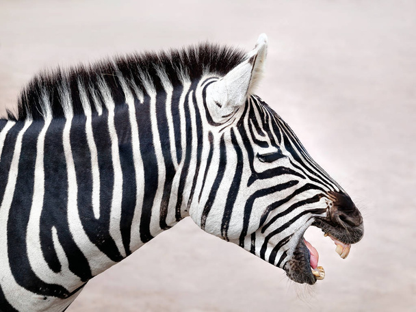 Επιχορήγηση της Zebra, προφίλ προβολής - Φωτογραφία, εικόνα