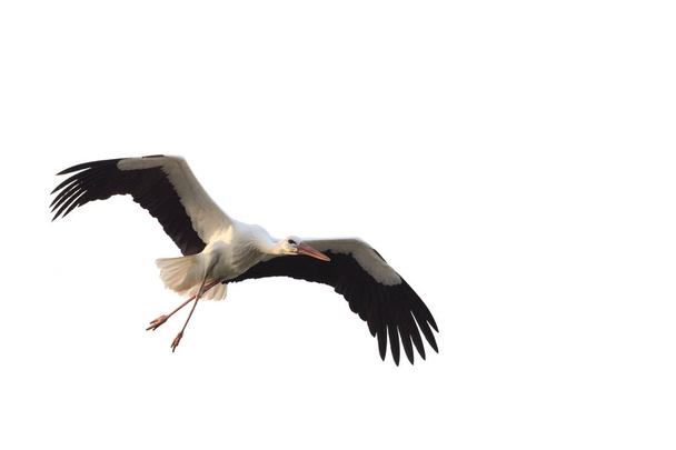 White stork (Ciconia ciconia) with large wings flying isolated o - Photo, Image