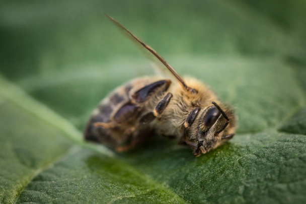 Macro imagen de una abeja muerta en una hoja de una colmena en declive, plag
 - Foto, imagen