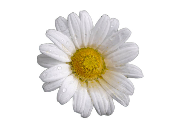 Izolované Kopretina květ - Fotografie, Obrázek