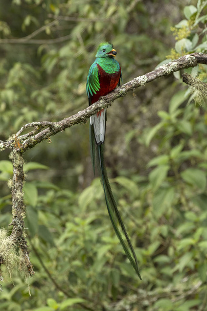 Resplendent Quetzal in cloud forest of Costa Rica - Photo, Image