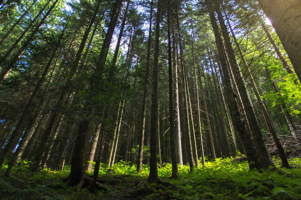 Wysokie drzewa w lesie - Zdjęcie, obraz