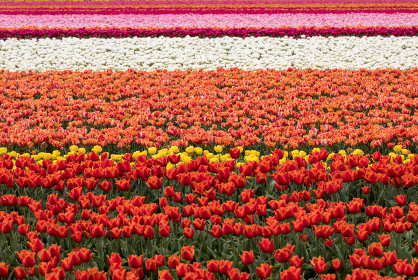 Tulipánová pole Bollenstreek, Jižní Holandsko, - Fotografie, Obrázek