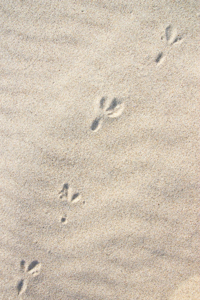 Impronte di uccelli sulla spiaggia di sabbia gialla di giorno
 - Foto, immagini