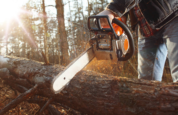 Holzfällerarbeiten mit Kettensäge im Wald - Foto, Bild