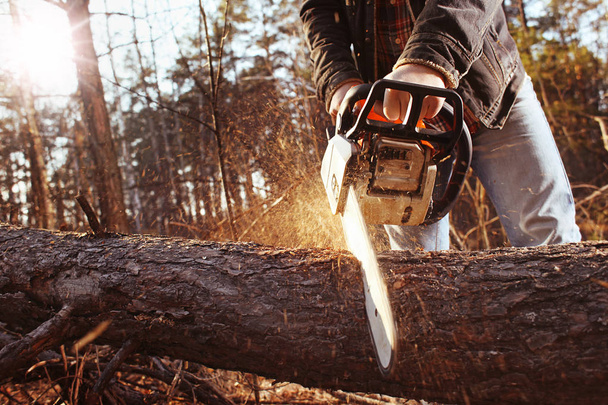 Logger travail avec tronçonneuse dans la forêt
 - Photo, image