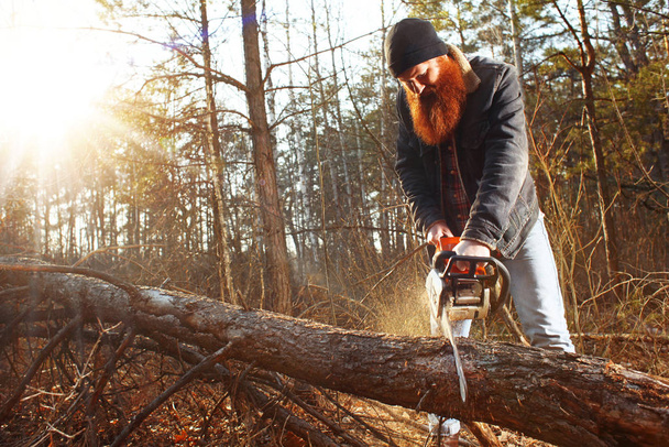 Lumberjack work in the forest - Φωτογραφία, εικόνα