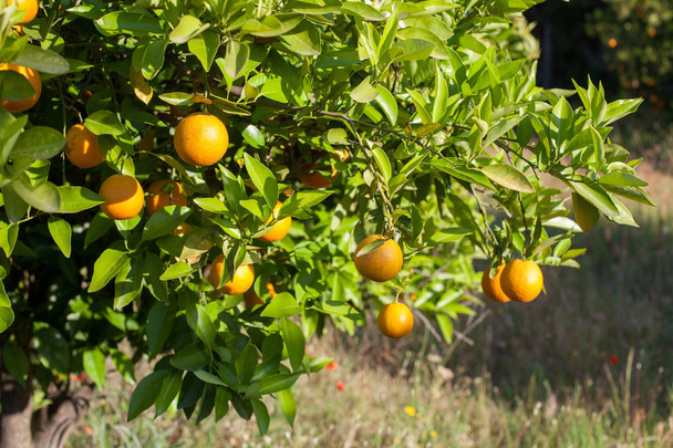 Ripe and fresh oranges hanging on branch, orange orchard in Turkey. - Photo, Image