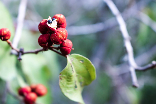 red berries on branches - 写真・画像
