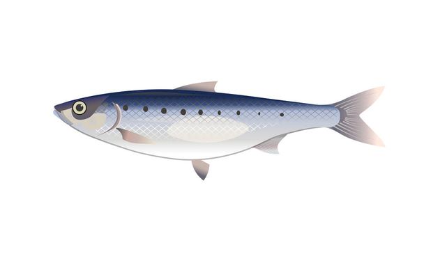 Vector sardine fish. - Vektör, Görsel
