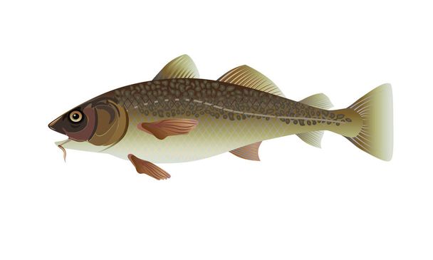 Atlantic cod fish. - Вектор, зображення