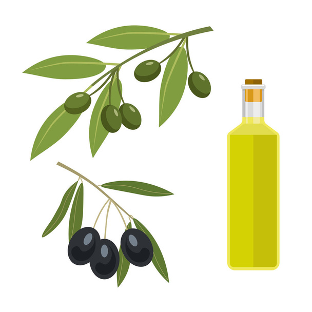 Olives and bottle of olive oil. - Vector, Imagen