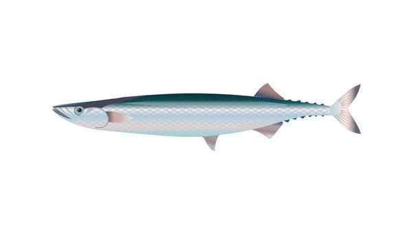 Pacific saury fish. - Vector, Imagen
