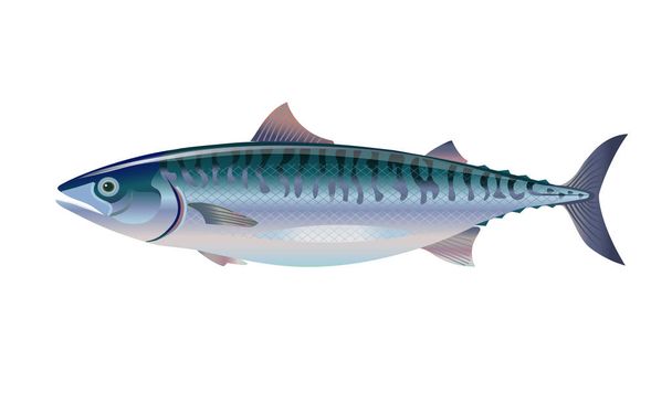 Atlantic mackerel fish. - Vector, Imagen