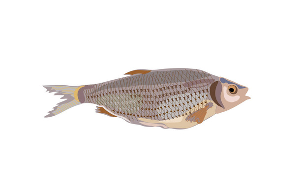 Dried fish vector - Вектор,изображение