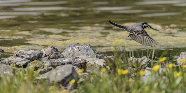 Wagtail lintu lähellä järveä keväällä lentävät
 - Valokuva, kuva