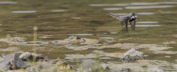 Wagtail bird near lake in spring flying - Photo, Image