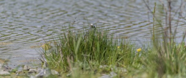 Wagtail bird near lake in spring - Photo, Image