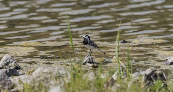 Billegető madár tavasszal tó közelében - Fotó, kép