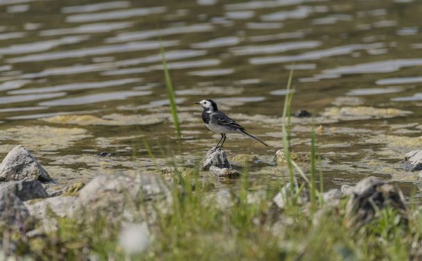 Billegető madár tavasszal tó közelében - Fotó, kép