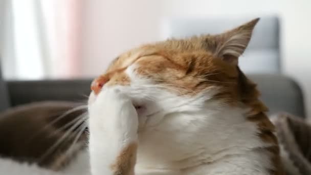 Gracioso lindo gato limpieza pata
 - Metraje, vídeo