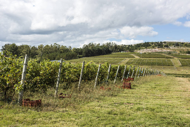 Сценический виноградник, расположенный недалеко от Пунта-дель-Эсте, Уругвай
 - Фото, изображение