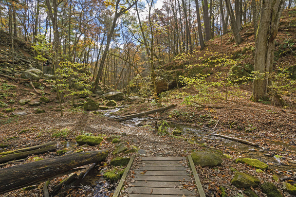 秋の森の中の静かなストリーム - 写真・画像