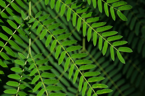 Green leaves background,(Leucaena leucocephala) - Фото, зображення