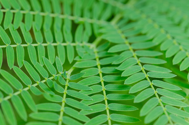 Zelené listy pozadí,(Leucaena leucocephala) - Fotografie, Obrázek