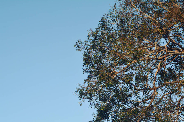 ağaç ve mavi gökyüzü arka plan - Fotoğraf, Görsel