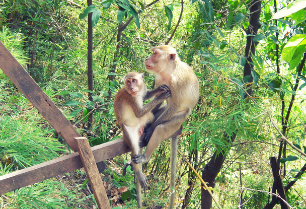 zwei Affen der Mutter und ihres Babys  - Foto, Bild