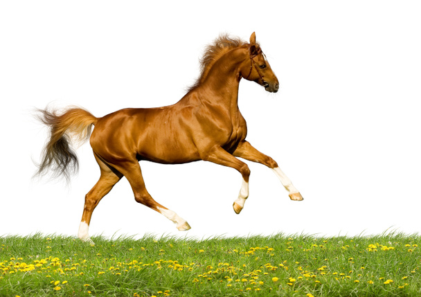 Castaño caballo bavariano aislado
 - Foto, Imagen